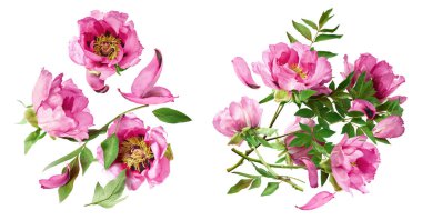 Yaratıcı set, Güzel Pembe Suffruticosa Ağacı Şakayığı 'nın beyaz arka planda izole bir şekilde havaya düştüğü koleksiyon. Yüksek çözünürlük, sıfır yerçekimi veya yükselme kavramı.