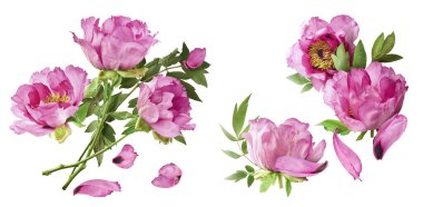 Yaratıcı set, Güzel Pembe Suffruticosa Ağacı Şakayığı 'nın beyaz arka planda izole bir şekilde havaya düştüğü koleksiyon. Yüksek çözünürlük, sıfır yerçekimi veya yükselme kavramı.