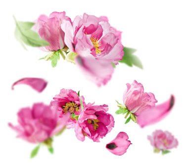 Yaratıcı set, Güzel Pembe Suffruticosa Ağacı Şakayığı 'nın beyaz arka planda izole bir şekilde havaya düştüğü koleksiyon. Yüksek çözünürlük, sıfır yerçekimi veya yükselme kavramı.