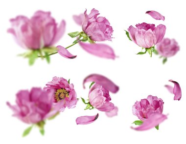 Yaratıcı set, Güzel Pembe Suffruticosa Ağacı Şakayığı 'nın beyaz arka planda izole bir şekilde havaya düştüğü koleksiyon. Yüksek çözünürlük, sıfır yerçekimi veya yükselme kavramı.