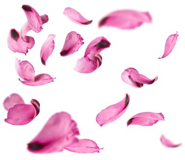 Güzel Pembe Suffruticosa Ağacı Yapraklı Yapraklı Yapraklı Yapraklar beyaz arka planda izole bir şekilde havaya düşüyor. Yüksek çözünürlük, sıfır yerçekimi veya yükselme kavramı.