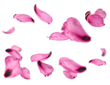 Güzel Pembe Suffruticosa Ağacı Yapraklı Yapraklı Yapraklı Yapraklar beyaz arka planda izole bir şekilde havaya düşüyor. Yüksek çözünürlük, sıfır yerçekimi veya yükselme kavramı.