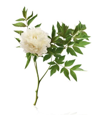 Güzel beyaz şakayık beyaz arka planda izole bir şekilde havaya düşüyor. Yüksek çözünürlük Sıfır yerçekimi veya havada kalma kavramı.