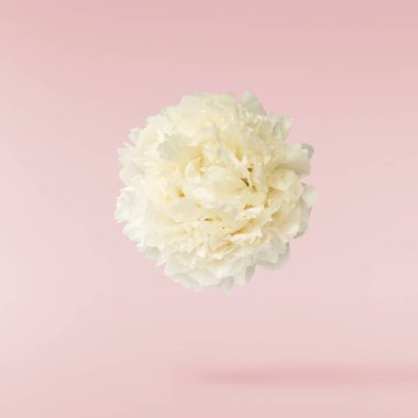 Güzel beyaz şakayık pembe arka planda izole bir şekilde havaya düşüyor. Yüksek çözünürlük Sıfır yerçekimi veya havada kalma kavramı.