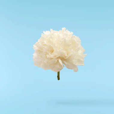 Güzel beyaz şakayık mavi arka planda izole bir şekilde havaya düşüyor. Yüksek çözünürlük Sıfır yerçekimi veya havada kalma kavramı.