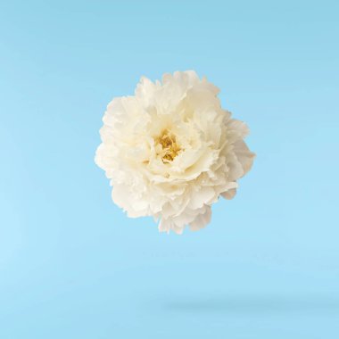 Güzel beyaz şakayık mavi arka planda izole bir şekilde havaya düşüyor. Yüksek çözünürlük Sıfır yerçekimi veya havada kalma kavramı.