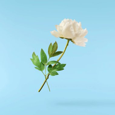 Güzel beyaz şakayık mavi arka planda izole bir şekilde havaya düşüyor. Yüksek çözünürlük Sıfır yerçekimi veya havada kalma kavramı.