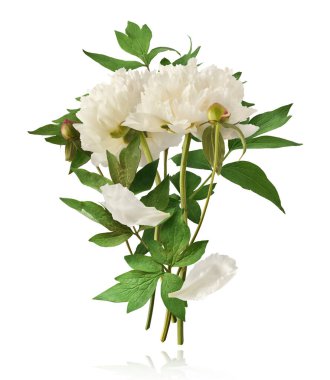 Güzel beyaz şakayık beyaz arka planda izole bir şekilde havaya düşüyor. Yüksek çözünürlük Sıfır yerçekimi veya havada kalma kavramı.