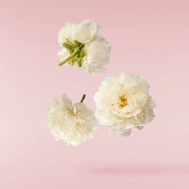 Güzel beyaz şakayık pembe arka planda izole bir şekilde havaya düşüyor. Yüksek çözünürlük Sıfır yerçekimi veya havada kalma kavramı.