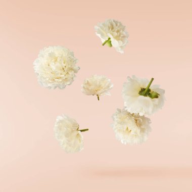 Güzel beyaz şakayık pembe arka planda izole bir şekilde havaya düşüyor. Yüksek çözünürlük Sıfır yerçekimi veya havada kalma kavramı.