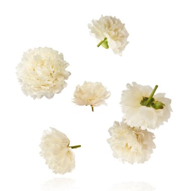 Güzel beyaz şakayık beyaz arka planda izole bir şekilde havaya düşüyor. Yüksek çözünürlük Sıfır yerçekimi veya havada kalma kavramı.