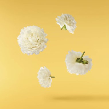 Güzel beyaz şakayık sarı arka planda izole bir şekilde havaya düşüyor. Yüksek çözünürlük Sıfır yerçekimi veya havada kalma kavramı.