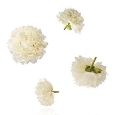 Güzel beyaz şakayık beyaz arka planda izole bir şekilde havaya düşüyor. Yüksek çözünürlük Sıfır yerçekimi veya havada kalma kavramı.