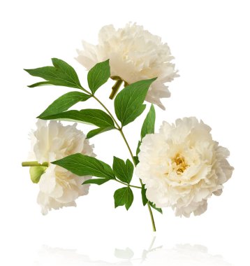 Güzel beyaz şakayık beyaz arka planda izole bir şekilde havaya düşüyor. Yüksek çözünürlük Sıfır yerçekimi veya havada kalma kavramı.