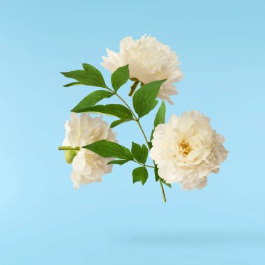 Güzel beyaz şakayık mavi arka planda izole bir şekilde havaya düşüyor. Yüksek çözünürlük Sıfır yerçekimi veya havada kalma kavramı.