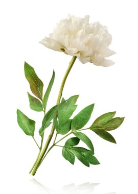 Güzel beyaz şakayık beyaz arka planda izole bir şekilde havaya düşüyor. Yüksek çözünürlük Sıfır yerçekimi veya havada kalma kavramı.