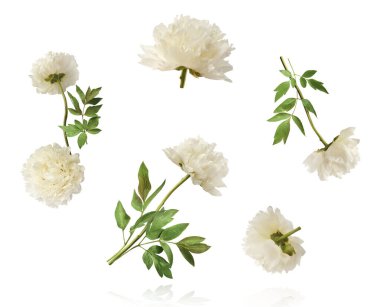 Güzel beyaz şakayık beyaz arka planda izole bir şekilde havaya düşüyor. Yüksek çözünürlük Sıfır yerçekimi veya havada kalma kavramı.