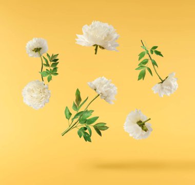 Güzel beyaz şakayık sarı arka planda izole bir şekilde havaya düşüyor. Yüksek çözünürlük Sıfır yerçekimi veya havada kalma kavramı.