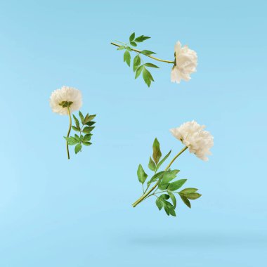 Güzel beyaz şakayık mavi arka planda izole bir şekilde havaya düşüyor. Yüksek çözünürlük Sıfır yerçekimi veya havada kalma kavramı.