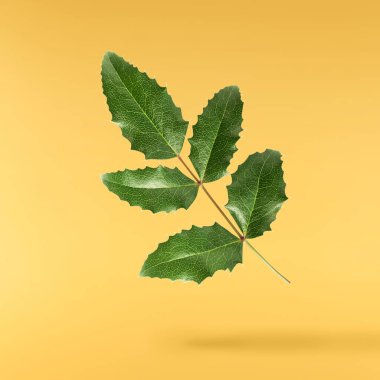 Taze yeşil Mahonia ya da Oregon üzümü yaprakları sarı arka planda izole bir şekilde havaya düşer.