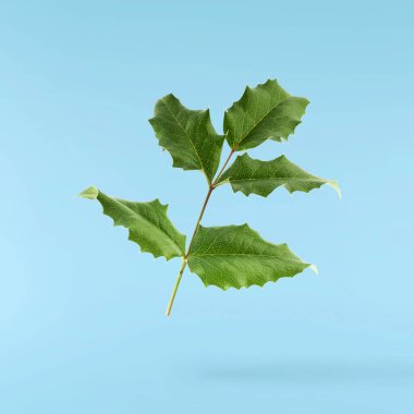 Taze yeşil Mahonia ya da Oregon üzümü yaprakları mavi arka planda izole bir şekilde havaya düşer.