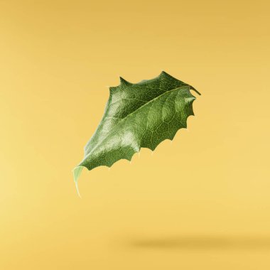 Taze yeşil Mahonia ya da Oregon üzümü yaprakları sarı arka planda izole bir şekilde havaya düşer.