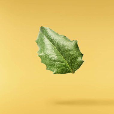 Taze yeşil Mahonia ya da Oregon üzümü yaprakları sarı arka planda izole bir şekilde havaya düşer.