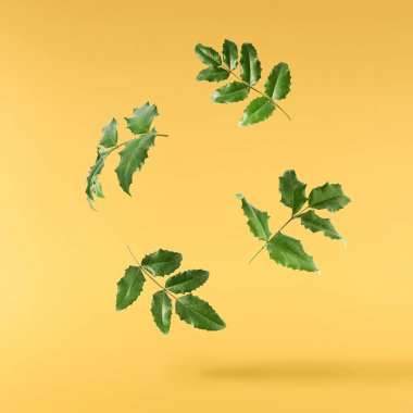 Taze yeşil Mahonia ya da Oregon üzümü yaprakları sarı arka planda izole bir şekilde havaya düşer.