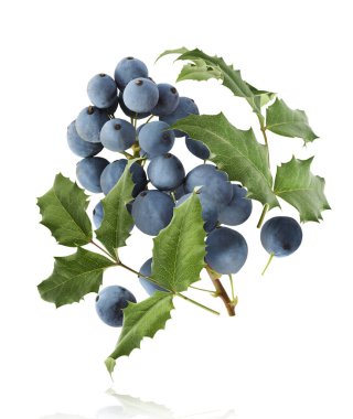 Taze yeşil Mahonia ya da Oregon üzümleri beyaz arka planda izole bir şekilde havaya düşüyor.