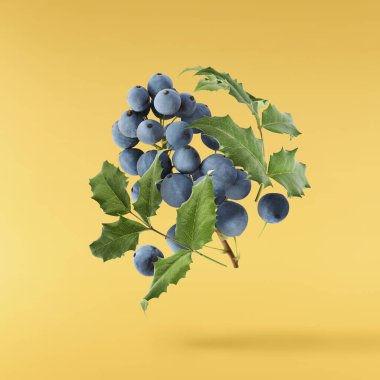 Taze yeşil Mahonia ya da Oregon üzümleri sarı arka planda izole bir şekilde havaya düşüyorlar.