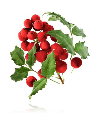 Taze kırmızı Mahonia ya da Oregon üzümleri beyaz arka planda izole bir şekilde havaya düşüyor.