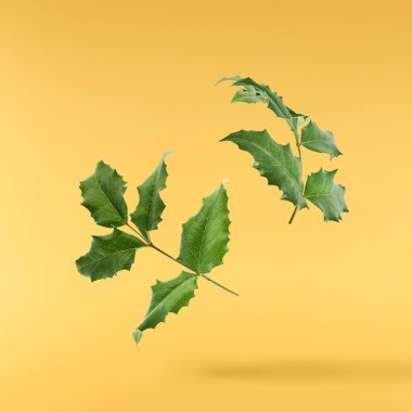 Taze yeşil Mahonia ya da Oregon üzümü yaprakları sarı arka planda izole bir şekilde havaya düşer.