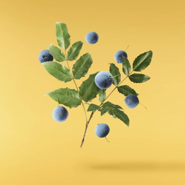 Taze yeşil Mahonia ya da Oregon üzümleri sarı arka planda izole bir şekilde havaya düşüyorlar.