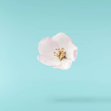 Taze ayva çiçeği, güzel pembe çiçekler mavi arka planda izole bir şekilde havaya düşüyor. Sıfır yerçekimi veya yükselme, bahar çiçekleri, yüksek çözünürlüklü görüntü