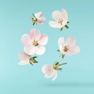 Taze ayva çiçeği, güzel pembe çiçekler mavi arka planda izole bir şekilde havaya düşüyor. Sıfır yerçekimi veya yükselme, bahar çiçekleri, yüksek çözünürlüklü görüntü