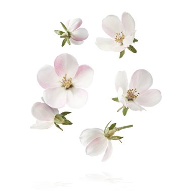 Taze ayva çiçeği, güzel pembe çiçekler beyaz arka planda izole bir şekilde havaya düşüyor. Sıfır yerçekimi veya yükselme, bahar çiçekleri, yüksek çözünürlüklü görüntü