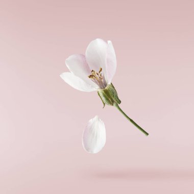 Taze ayva çiçeği, pembe arka planda izole bir şekilde havaya düşen güzel pembe çiçekler. Sıfır yerçekimi veya yükselme, bahar çiçekleri, yüksek çözünürlüklü görüntü