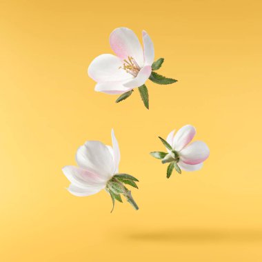 Taze ayva çiçeği, güzel pembe çiçekler sarı arka planda izole bir şekilde havaya düşüyor. Sıfır yerçekimi veya yükselme, bahar çiçekleri, yüksek çözünürlüklü görüntü