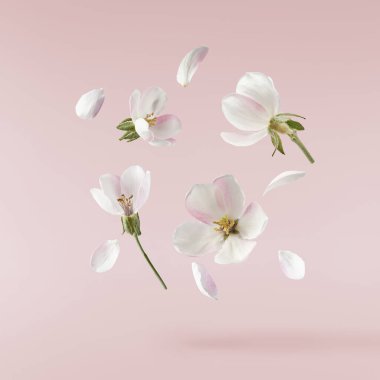 Taze ayva çiçeği, pembe arka planda izole bir şekilde havaya düşen güzel pembe çiçekler. Sıfır yerçekimi veya yükselme, bahar çiçekleri, yüksek çözünürlüklü görüntü