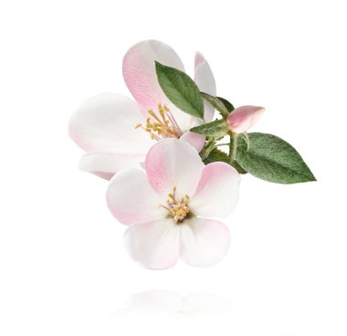 Taze ayva çiçeği, güzel pembe çiçekler beyaz arka planda izole bir şekilde havaya düşüyor. Sıfır yerçekimi veya yükselme, bahar çiçekleri, yüksek çözünürlüklü görüntü