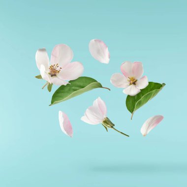 Taze ayva çiçeği, güzel pembe çiçekler mavi arka planda izole bir şekilde havaya düşüyor. Sıfır yerçekimi veya yükselme, bahar çiçekleri, yüksek çözünürlüklü görüntü