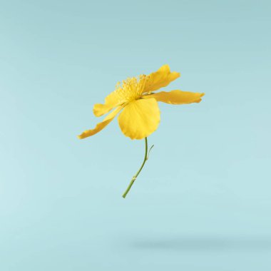 Mavi arka planda izole edilmiş, havada uçuşan sarı çiçeklerin güzel bir görüntüsü. Yükselme gebeliği. Yüksek çözünürlük