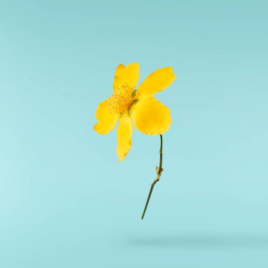 Mavi arka planda izole edilmiş, havada uçuşan sarı çiçeklerin güzel bir görüntüsü. Yükselme gebeliği. Yüksek çözünürlük