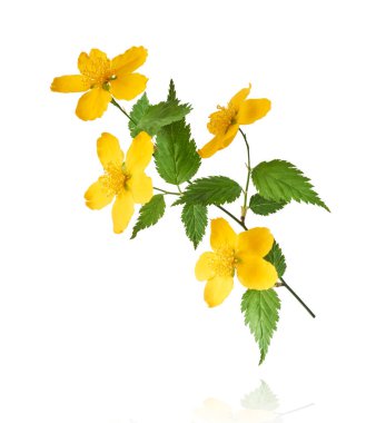 Beyaz arka planda izole edilmiş, havada uçuşan sarı çiçeklerin güzel bir görüntüsü. Yükselme gebeliği. Yüksek çözünürlük