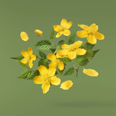 Yeşil arka planda izole edilmiş, havada uçuşan sarı çiçeklerin güzel bir görüntüsü. Yükselme kavramı