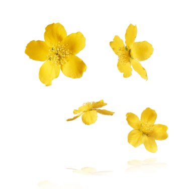 Beyaz arka planda izole edilmiş, havada uçuşan sarı çiçeklerin güzel bir görüntüsü. Yükselme gebeliği. Yüksek çözünürlük