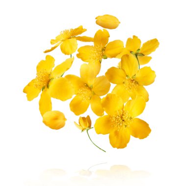 Beyaz arka planda izole edilmiş, havada uçuşan sarı çiçeklerin güzel bir görüntüsü. Yükselme gebeliği. Yüksek çözünürlük