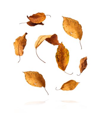 Sonbahar portakal yaprakları beyaz arka planda izole bir şekilde havaya düşüyor..