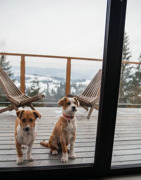 Söta Små Hundar Snöig Träbalkong Fjällstugan — Stockfoto