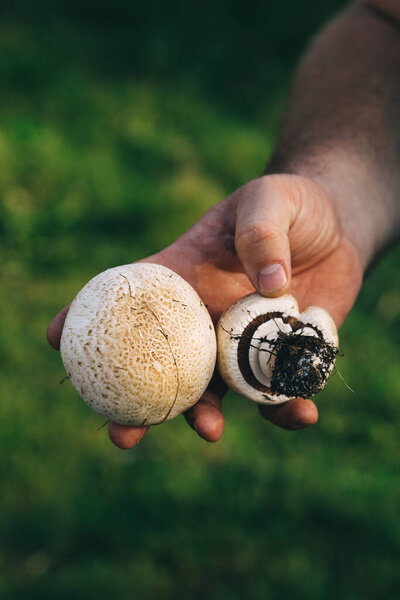 close-up view of woman holding mushrooms in the hand.